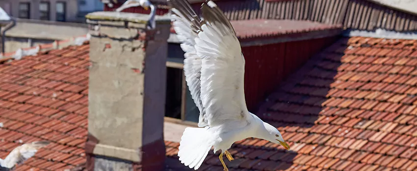 Residential Chimney Animal Removal Solution in Englewood, CO